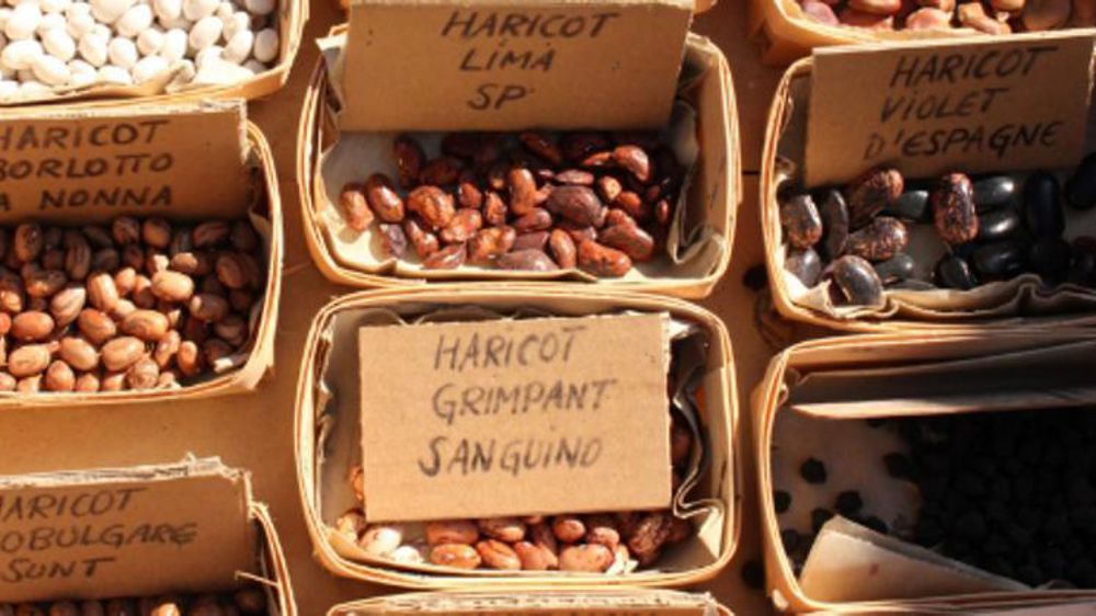 © Réseau semences paysannes